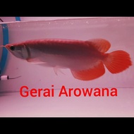 ikan arwana super red +-30 bakat sumo