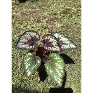 BEGONIA REX / ASAM BATU / POKOK VIRAL / POKOK HIDUP