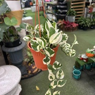 AZ-MONEY PLANY NJOY GANTUNG