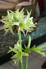 AMARYLLIS PLANT BULB