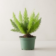 [Indoor Plant] Asparagus Foxtail Fern 非洲天门冬