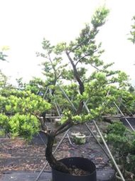 【盛宏園藝】蘭嶼羅漢松︱彎曲造型羅漢松AB23公花︱高度300公分以上(請自取)