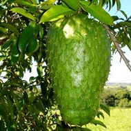 💥 BENIH DURIAN BELANDA💥 ( biji benih durian belanda)