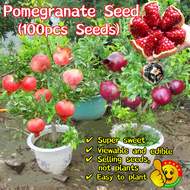 ปลูกง่าย ปลูกได้ทั่วไทย (100เมล็ด/ซอง) ทับทิมแดง Pomegranate Seed Fruit Seed ต้น ทับทิมแดงอินเดีย ทั