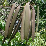 Anak Pokok Beko/Beka/Bonglai