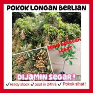 rina • anak pokok longan berlian • hybrid cepat berbuah live plant fruit sapling fruit tree pokok hi