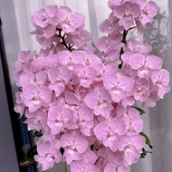 《Cherry Blossom》Phalaenopsis2.8The shipment of seedlings did not include flower swords,Base Direct H