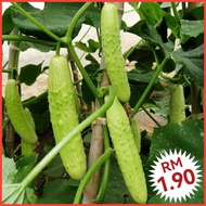 H4 Biji Benih Timun Putih（20ps +/-）/ White Cucumber Seeds / 白玉黄瓜种子 / Vegetable Seeds / Biji Benih Sayur / 蔬菜种子