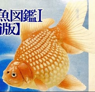 🈲 絕版珍藏 🈲 Yujin 原色観賞魚図鑑Ⅰ［改訂増補版］原色觀賞魚圖鑑 改訂增補版 (Pearlscale 琉金 遍地金) 金魚 2007年