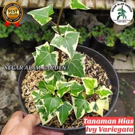 Tanaman Hias Ivy English Variegata RIMBUN SESUAI FOTO - Tanaman Hias Gantung Ivy English