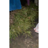 Anggrek vanda/tanaman hias anggrek vanda tricolor dewasa