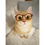 Cat Glasses Cat Glasses Pet Glasses Small Decoration Unique Photo Props Funny Funny Accessories Dedi