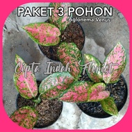 PAKET HEMAT AGLONEMA - Paket 3 pohon Aglonema VENUS - Tanaman Aglonema