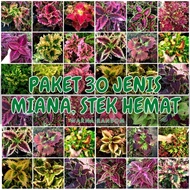 PREMIUM Tanaman Hias Miana Paket 30 stek Cantik Langka