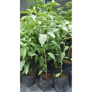 Cili Besar cepat berbuah / pokok tahan panas