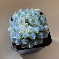 多肉植物 十二卷 糊斑霓虹燈