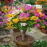 【SG EASY】 100pcs Mixed Dwarf Bougainvillea Seeds Bonsai Seeds for Planting Flowers Flowering Plants 