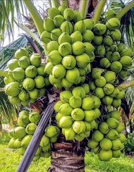Bibit Kelapa Muda Super🌱Memiliki Tampilan Yang Hampir Sama Dengan Jenis Kelapa Biasa namun ketika ki