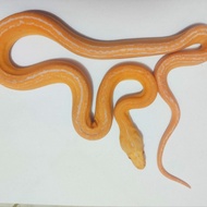Retic Golden Child Tiger Albino