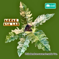 พิณนาค พันธุ์ด่าง มาแล้ววว ( Philodendron caramel marble )