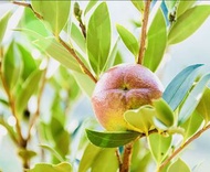  🫧 🧽 🥣 💆🏼 💆🏻‍♀️ 💆🏻‍♂️ 🚿 🥒 🍎 冷榨 茶籽粉 天然洗潔用品 ✨ 500克/1包