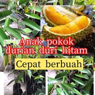 Anak Pokok Durian Duri Hitam - CEPAT BERBUAH