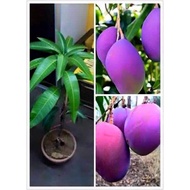 pokok mangga irwin mango