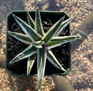 kaktus Agave Rhino White