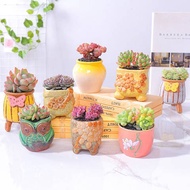 Yunnan Live Succulents Combination Potted Plants Yulu Flower and Green Plants Indoor Fleshy and Succulent Wholesale