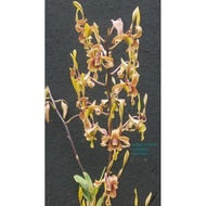 Anggrek Dendrobium Kriting Dewasa