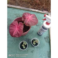 Caladium Red Apple Thai