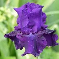 Iris   Germanica    德國鳶尾     Rosalie  Figge  羅莎莉  菲格