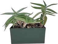 Unique Gardener Grow Your Own Aloe Plant - Fun and Easy to Grow Altruistic Aloe Terrarium Kit Includes Everything Needed to Grow Aloe Plants - Just Add Water