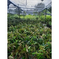 anak pokok durian musang king(D197)💯original