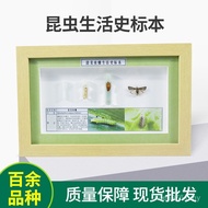 Specimen Beetle Agricultural Crop Egg Display Night Moth Cotton Bell Worm Larvae Adult Pest Specimen