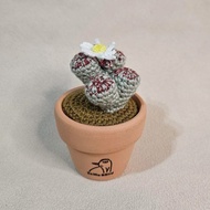 生石花 花紋玉-手作編織植物