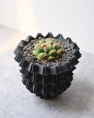 短豪刺象牙丸 5cm闊 多肉塊根龍舌蘭植物