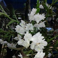 BARU Dendrobium Uncatum/ anggrek putih wangi ASLI