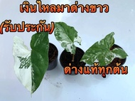 เงินไหลมาด่างขาว” 
Syngonium podophyllum เป็นไม้เลื้อยใบลายด่างสีขาว ใบแต่ละใบจะมีลวดลายไม่เหมือนกันเลย เราได้สนุกกับการลุ้นว่าใบใหม่จะออกมาเป็นแบบไหน แถมยังเป็นหนึ่งในไม้มงคลในความเชื่อของคนไทยด้วยค่ะ น้องเงินไหลมาด่างขาวต้นนี้โตเร็วมากๆ