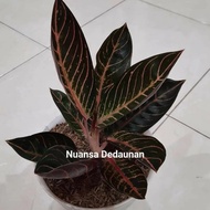 Aglaonema Pride of Sumatera (Aglaonema Red Sumatera)