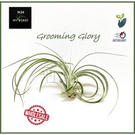 Air Plant Tillandsia Grooming Glory Airplant 空气草 空气凤梨 无土植物