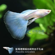 【AC草影】藍尾禮服超白體緞帶白子孔雀（對魚）【一對】