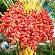 ต้นอินทผลัมสีแดง โคไนซี่ (KHENAIZI) อร่อยกรอบ ผลสีแดง ขนาดต้นอวบใหญ่ สูง 50 ซม ขึ้นไป พันธุ์ที่นิยมกินผลสด ต้นใหญ่