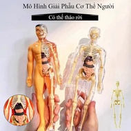 Detachable Human Body Anatomy Assembly Model Detachable 3D Body Puzzle, Teaching