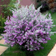 Texas Sage bunga purple Pokok Koleksi