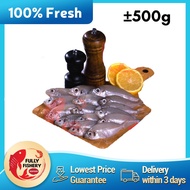 [Fully Fishery] Silver Biddy 20/30 ± 350gm/pkt