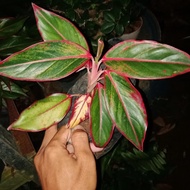 tanaman aglonema lipstikl/tanaman hias aglonema/aglonema