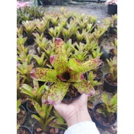 Bromeliad CHEER /Mini Bromeliad