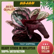 【24H SHIP OUT】Calathea Dottie/Princess Jessie Little Princess/Jessie  红酒/红彩虹竹芋红美丽/红韵竹芋