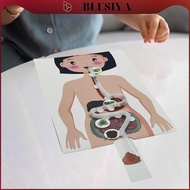 [Blesiya] Human Digestive System Model Human Body Organ Teaching Tools Handicraft 3D